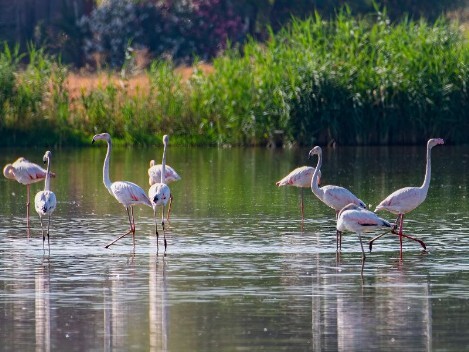 Emilia-Romagna – Delta del Po