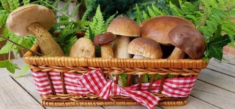 Festa dei funghi - Forni di sopra