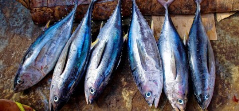 Lignano Tuna Festival